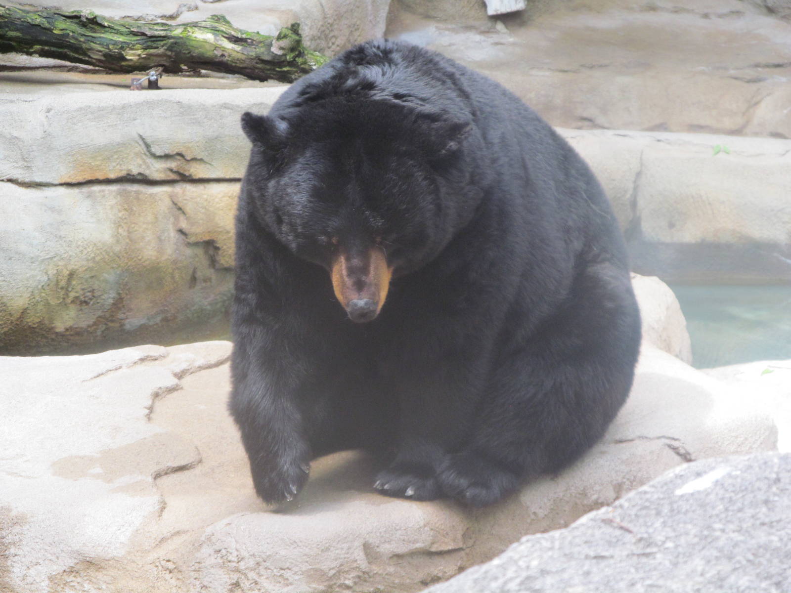 American Black Bear