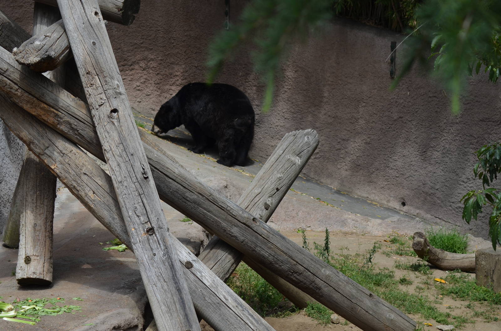 American Black Bear