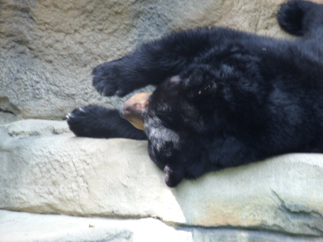 American Black Bear