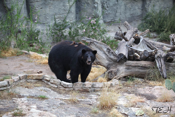 american black bear