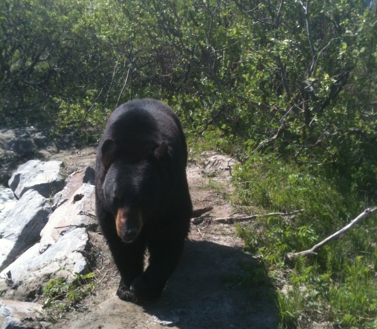 American Black Bear