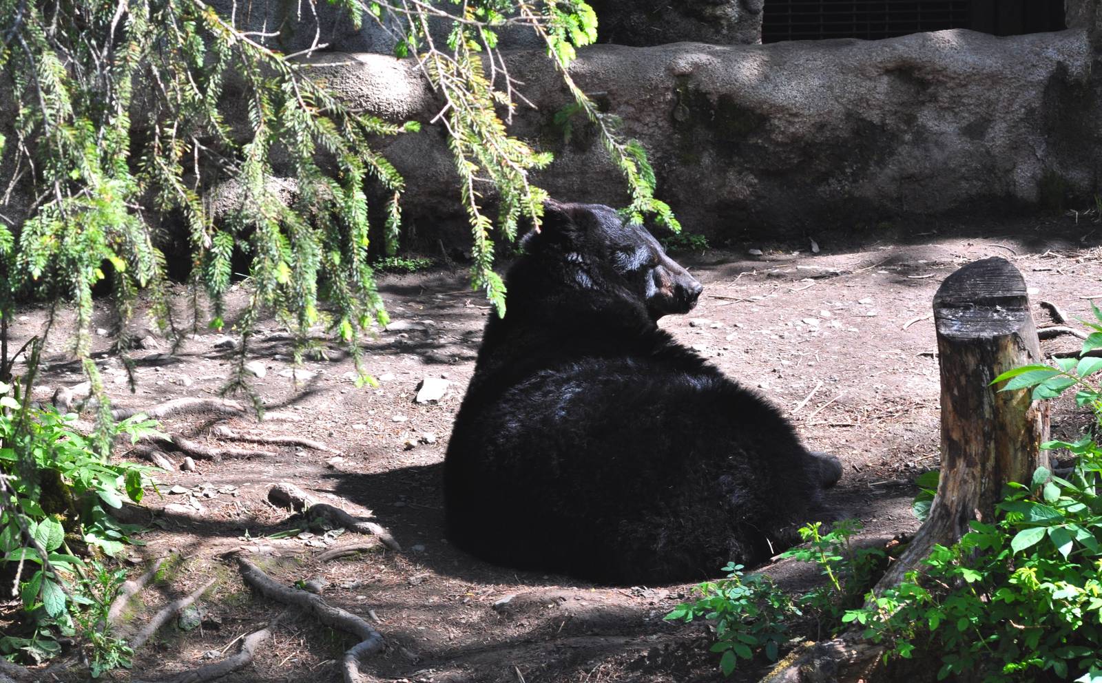 American Black Bear