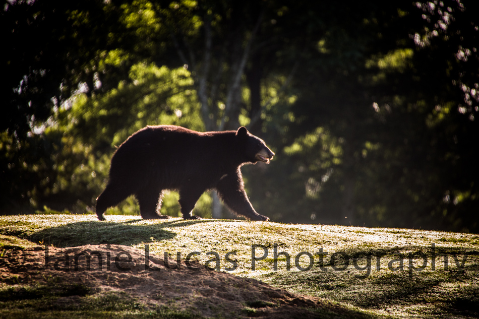 American Black Bear
