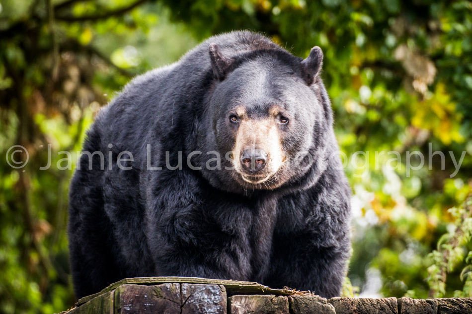 American Black Bear