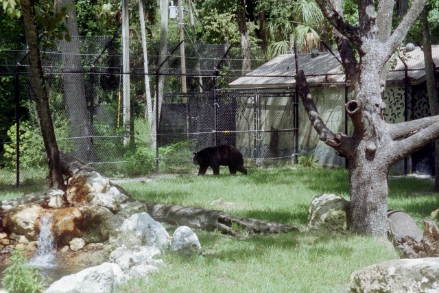 American Black Bear
