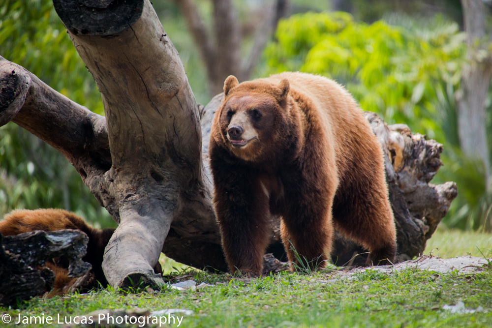 American Black Bear
