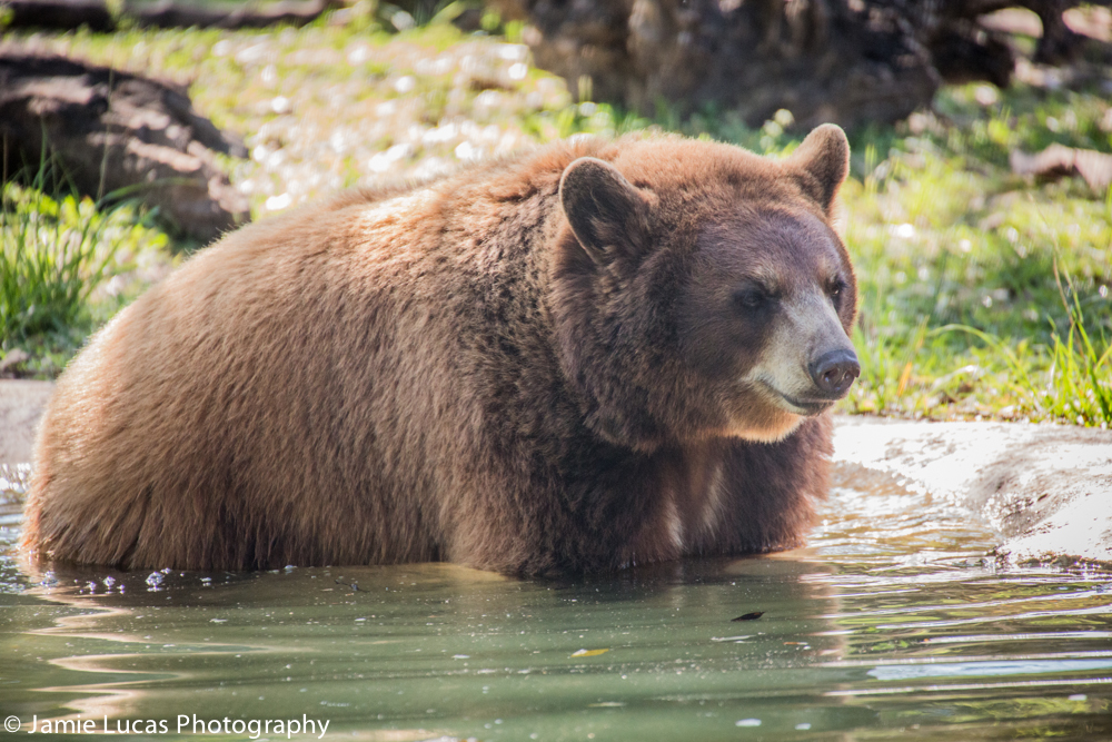 American Black Bear