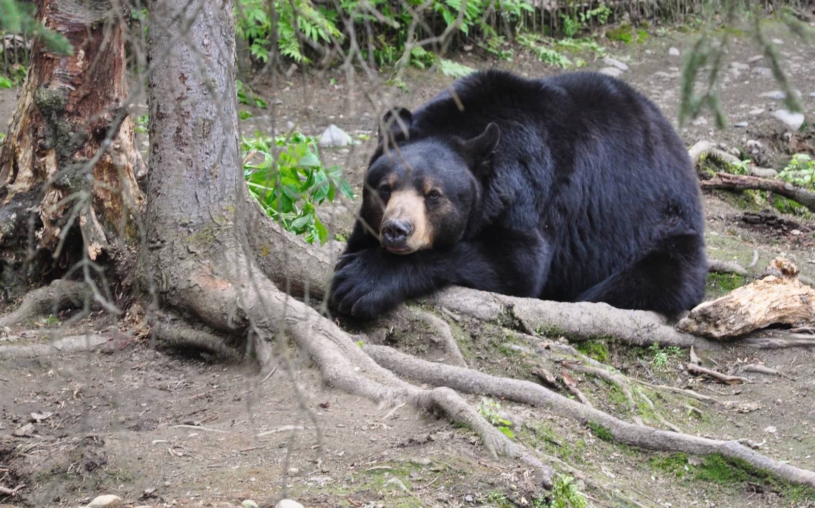 American Black Bear