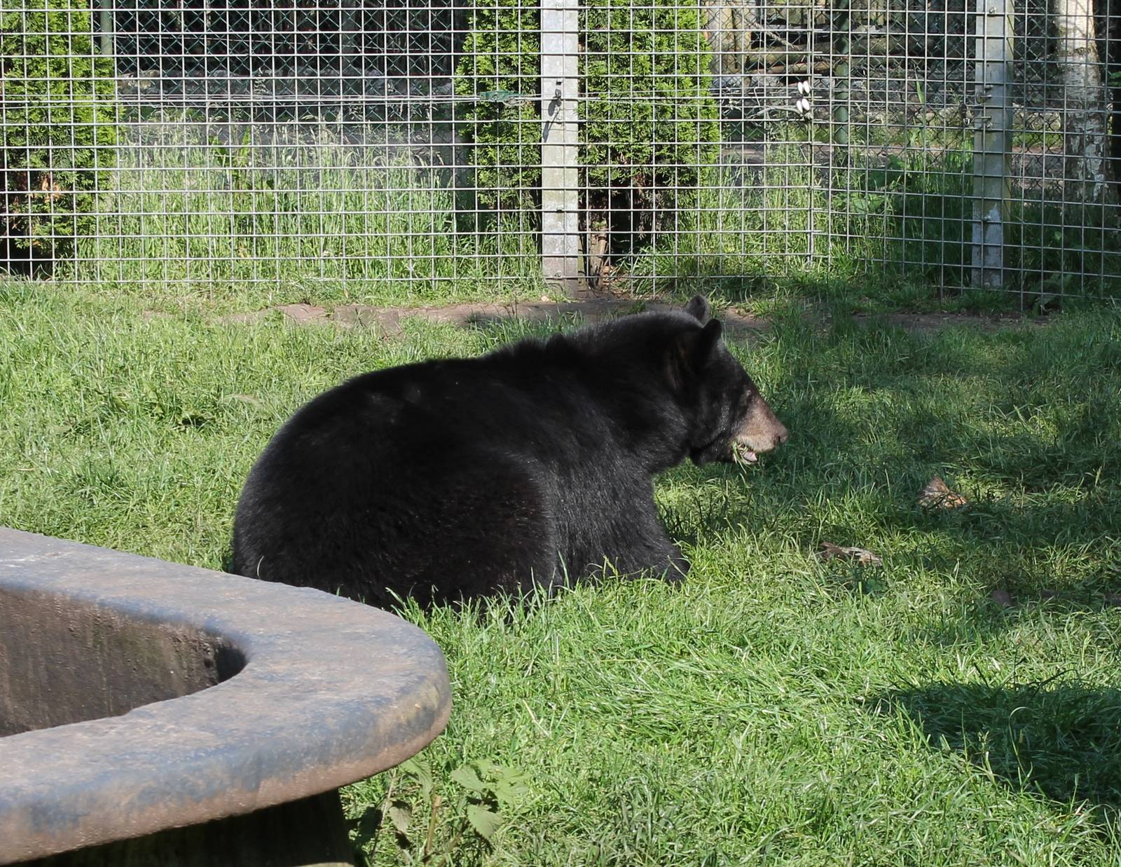 American black bear
