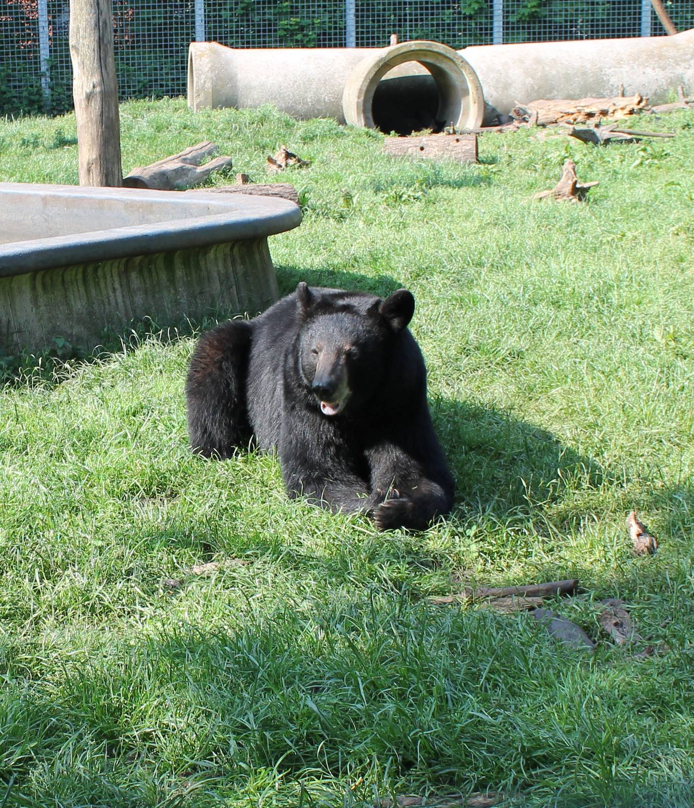 American black bear
