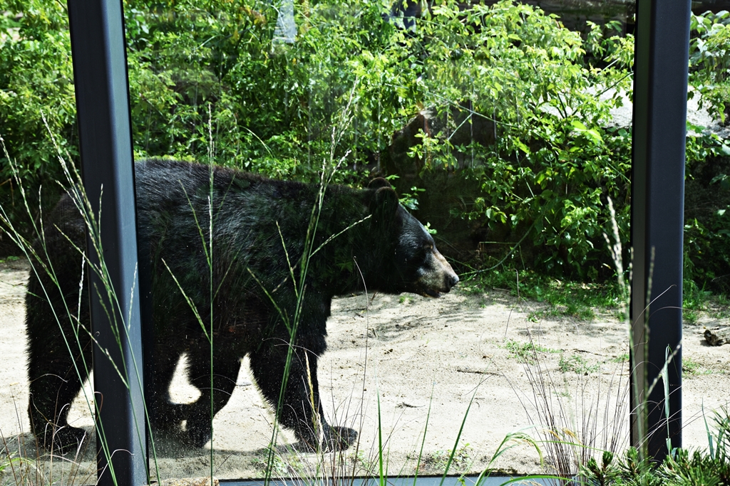 American Black Bear