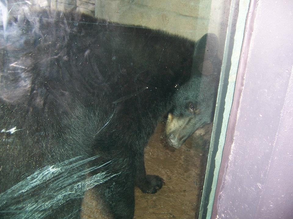 American black bear
