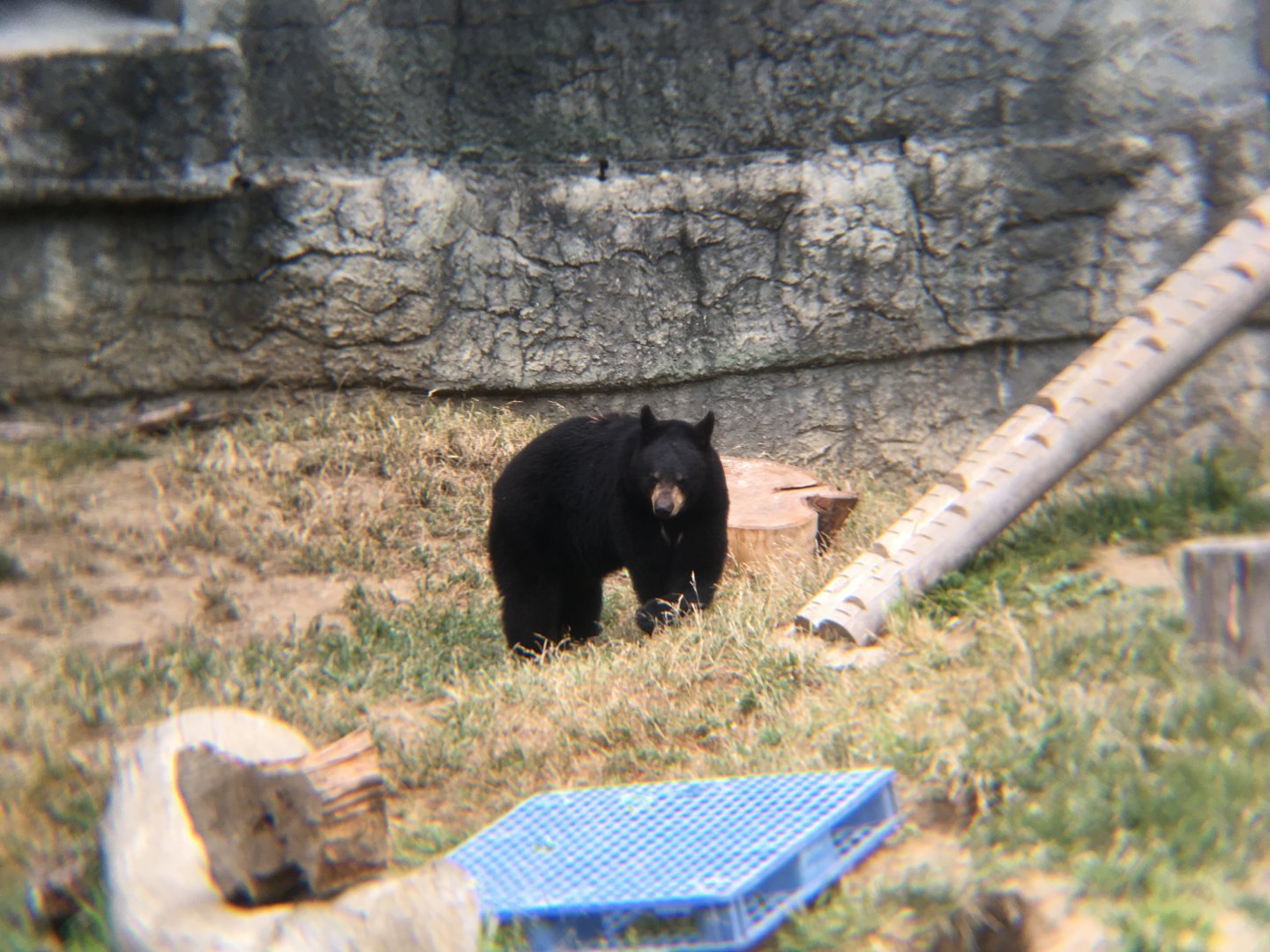 American black bear