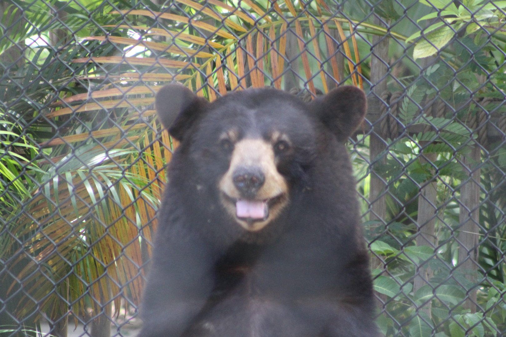 American Black Bear