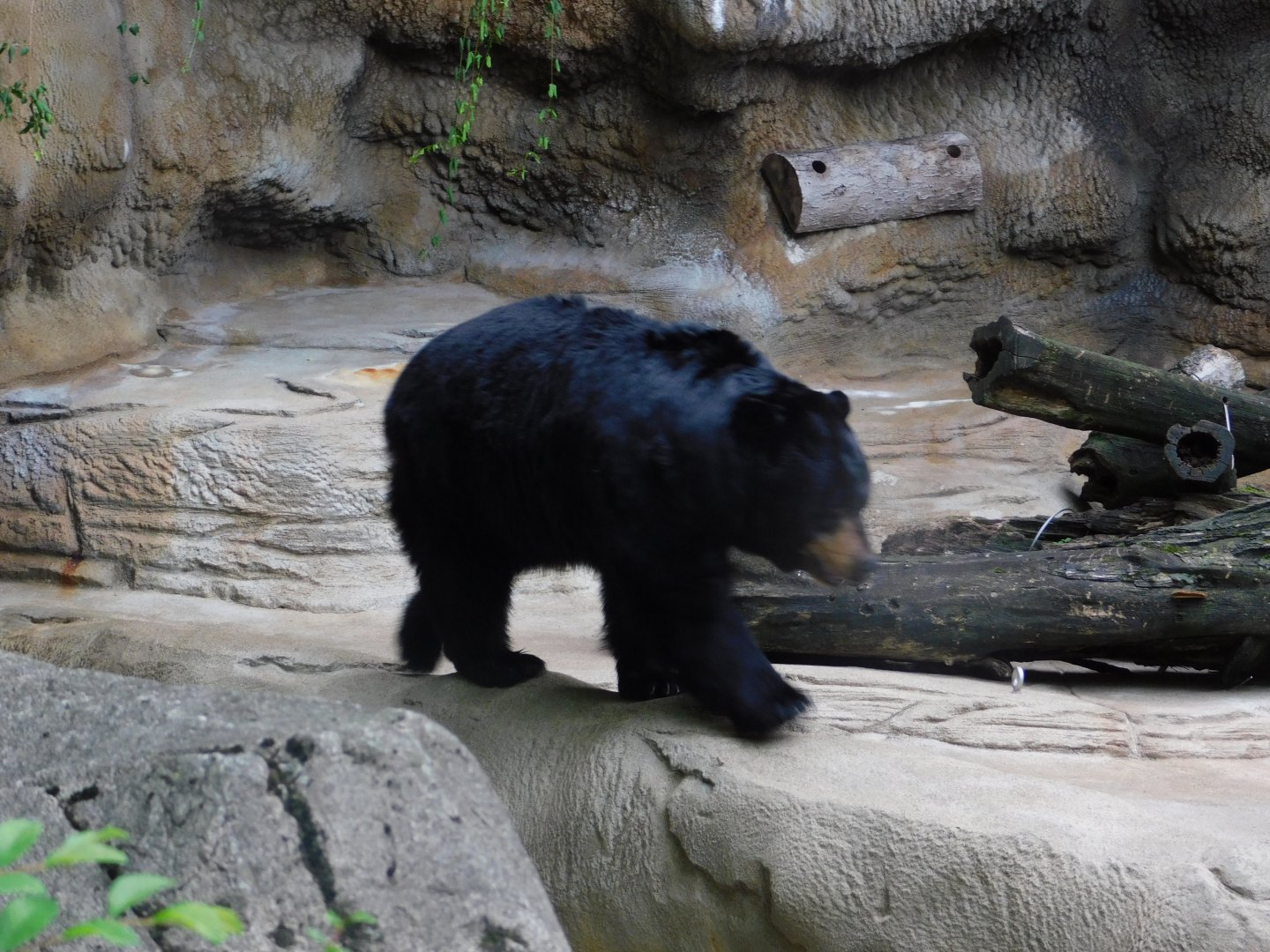 American Black Bear