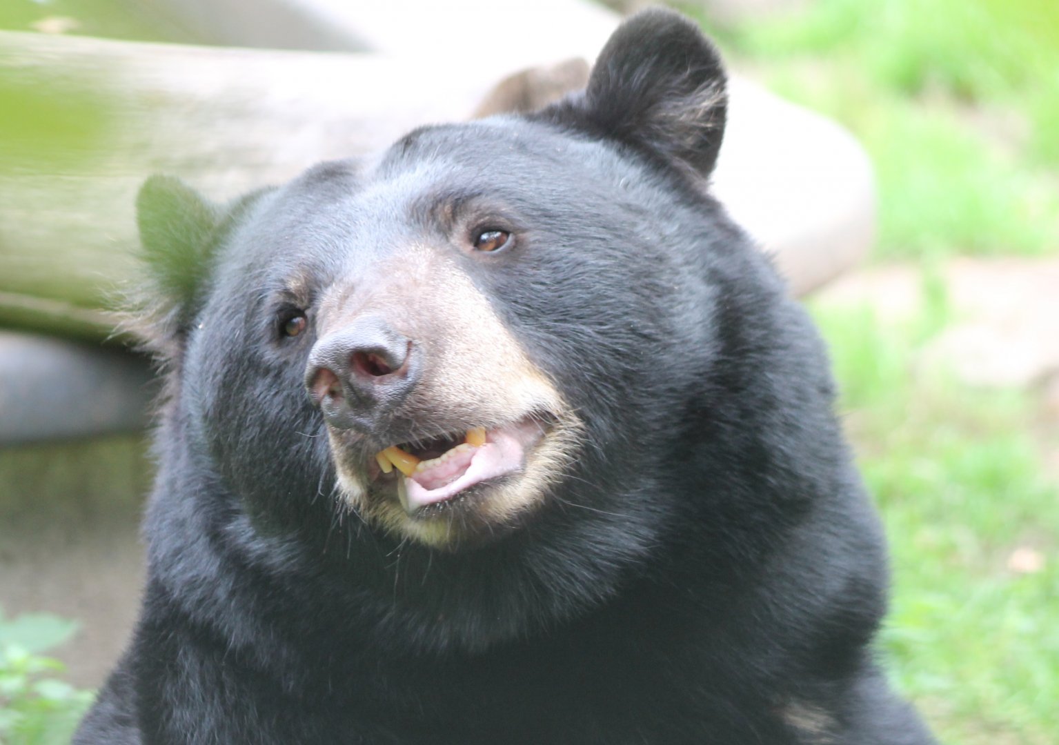 American black bear