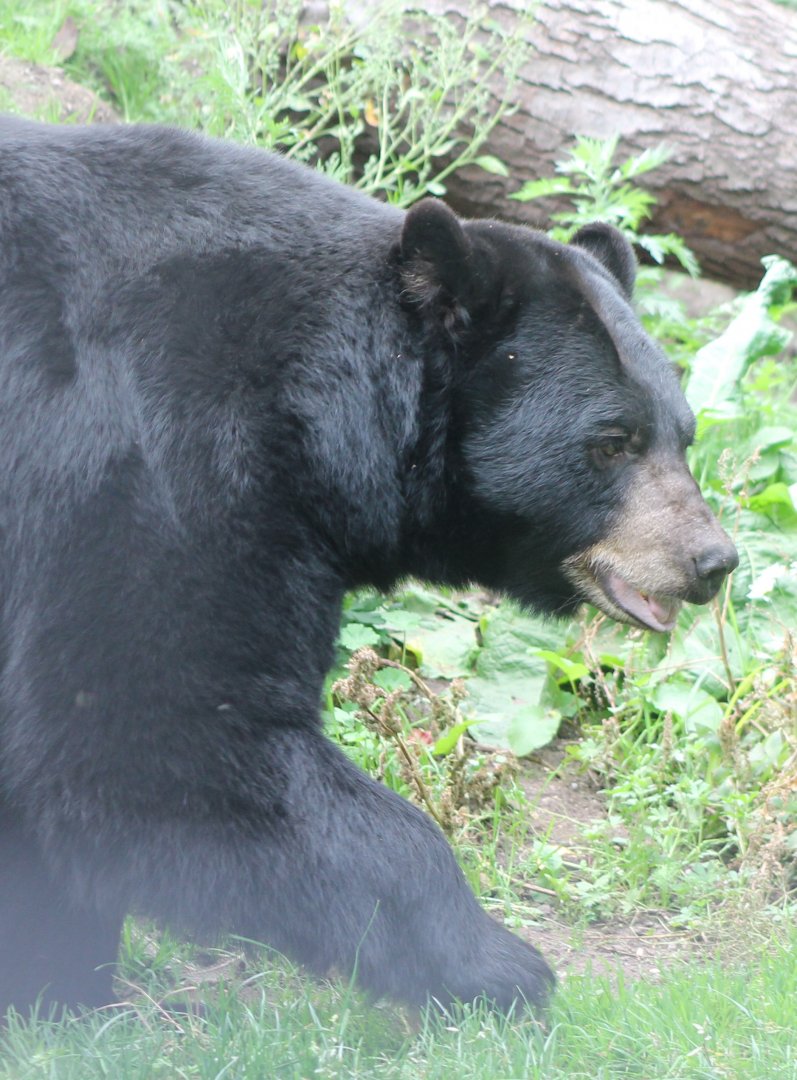 American black bear