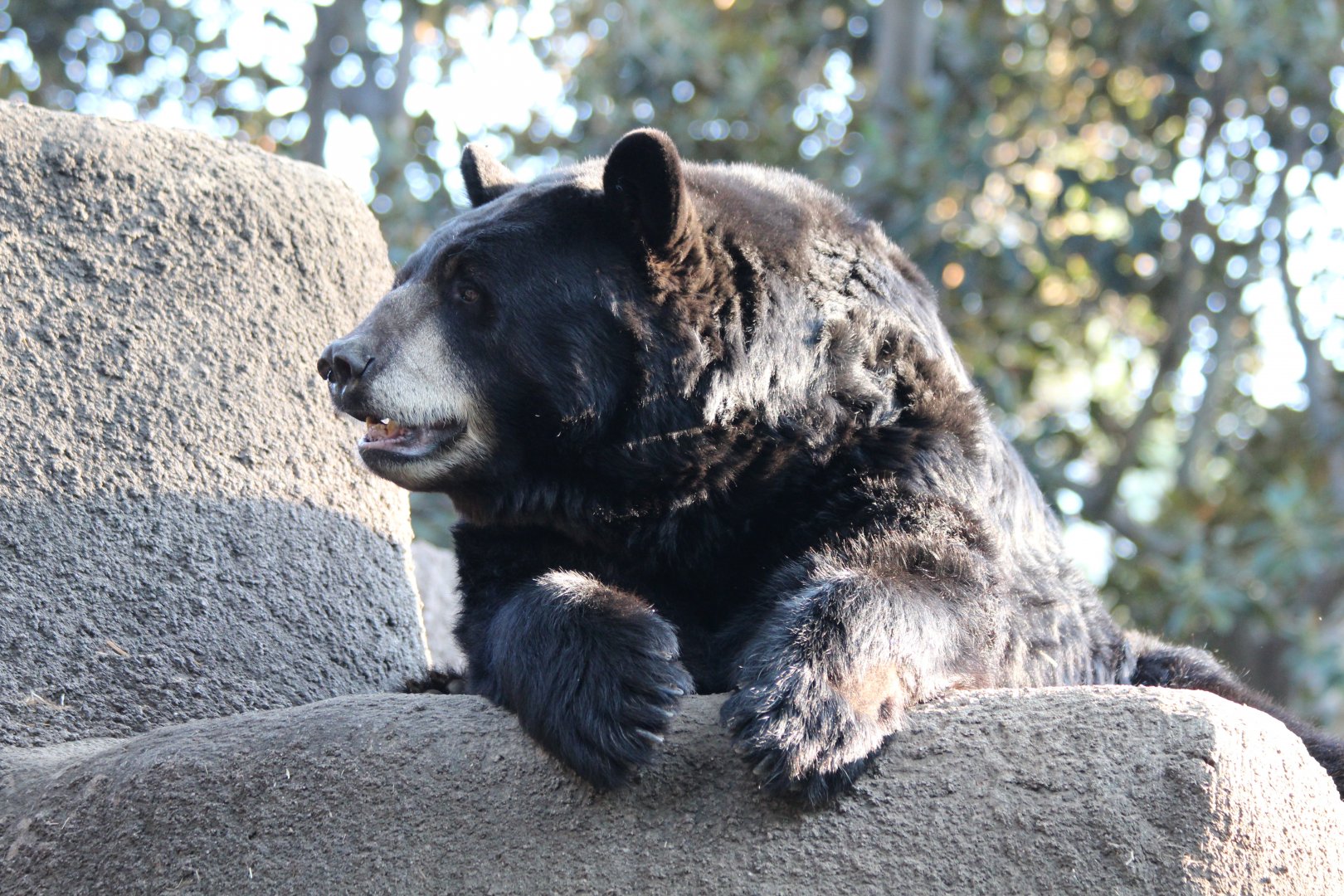 American Black Bear