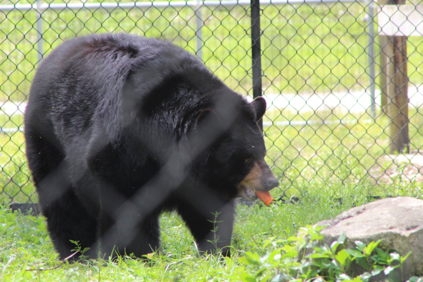 American Black Bear