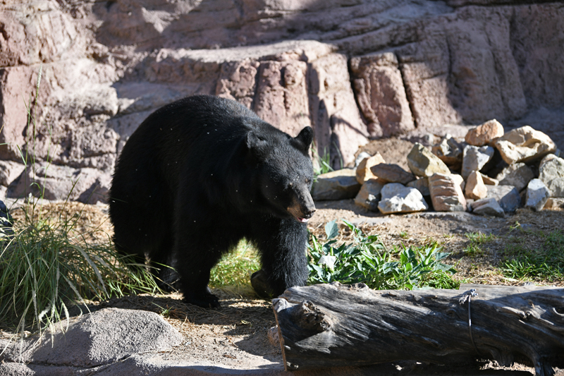 American Black Bear