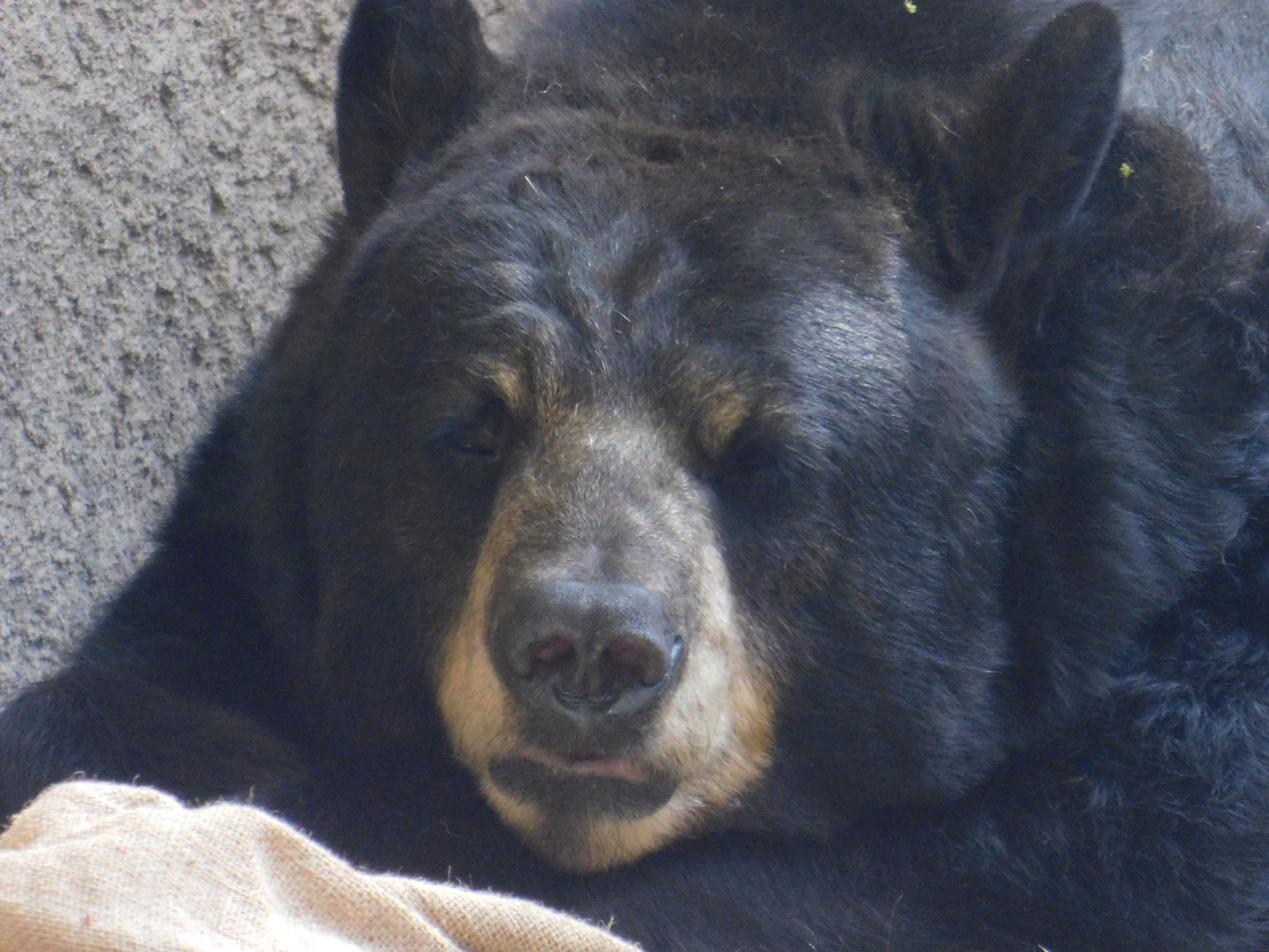 American Black Bear