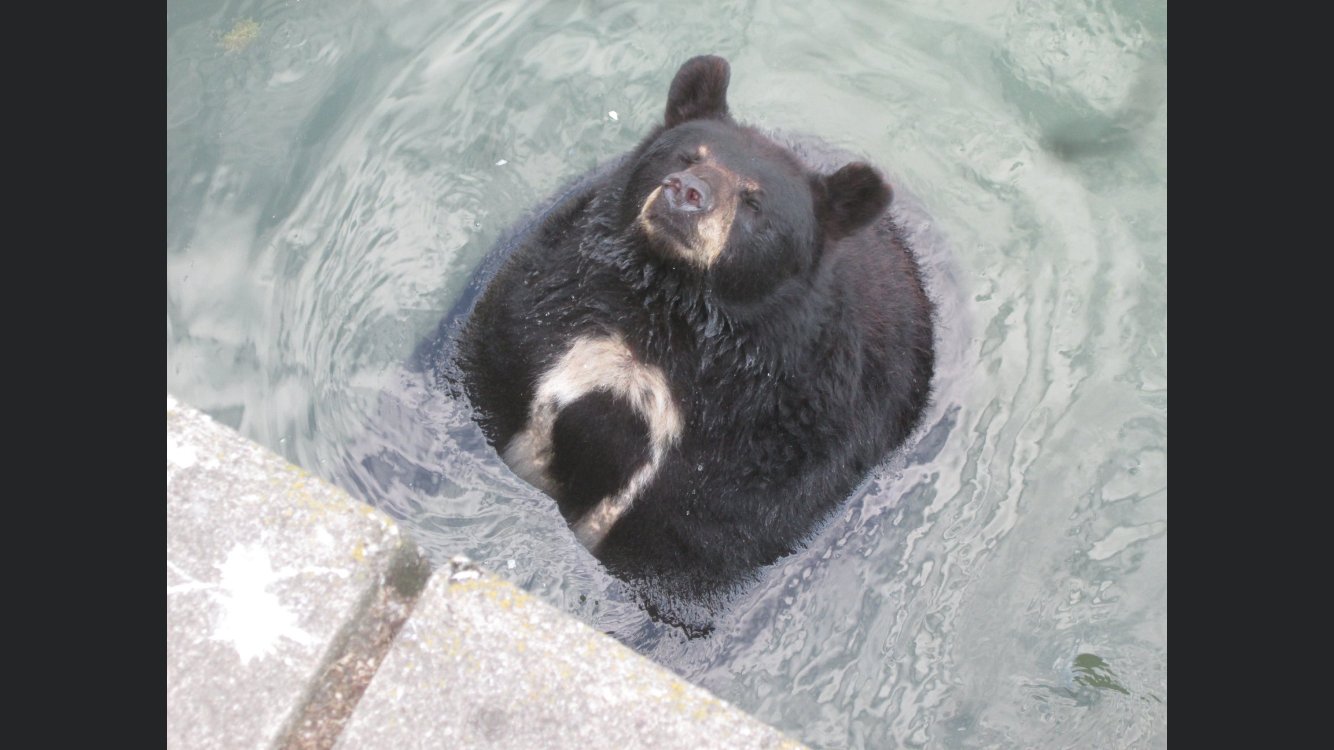 American Black Bear?