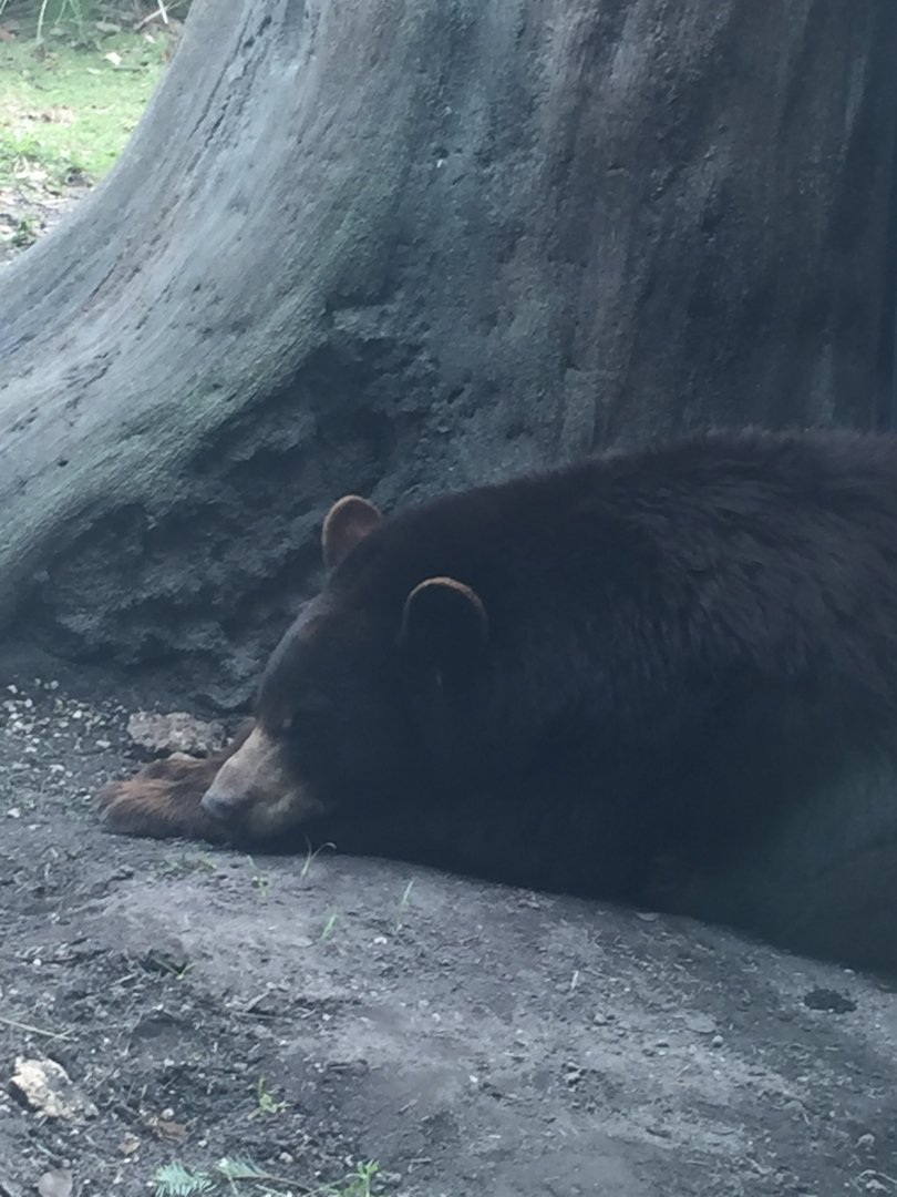 American Black Bear