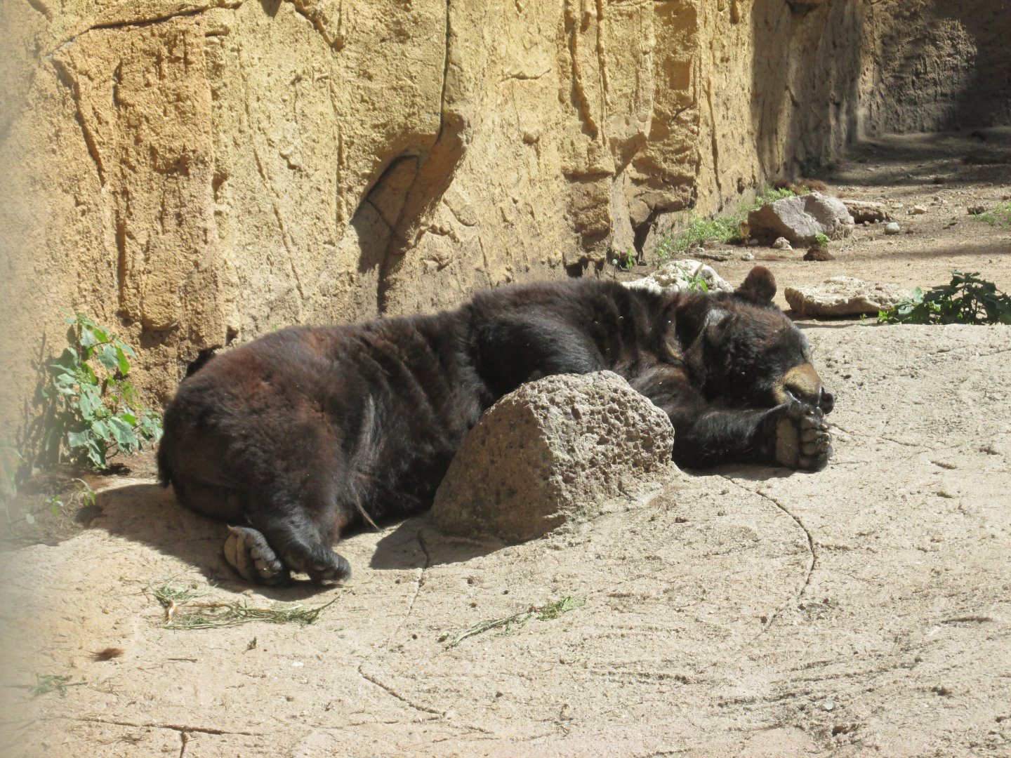 AMERICAN BLACK BEAR