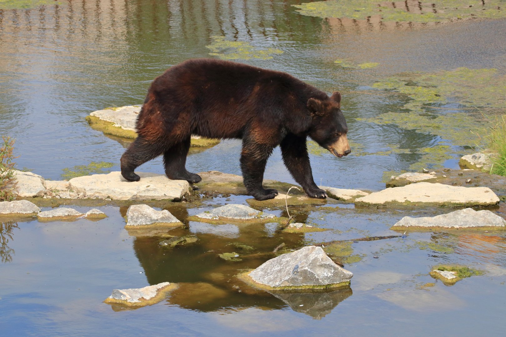 American black bear