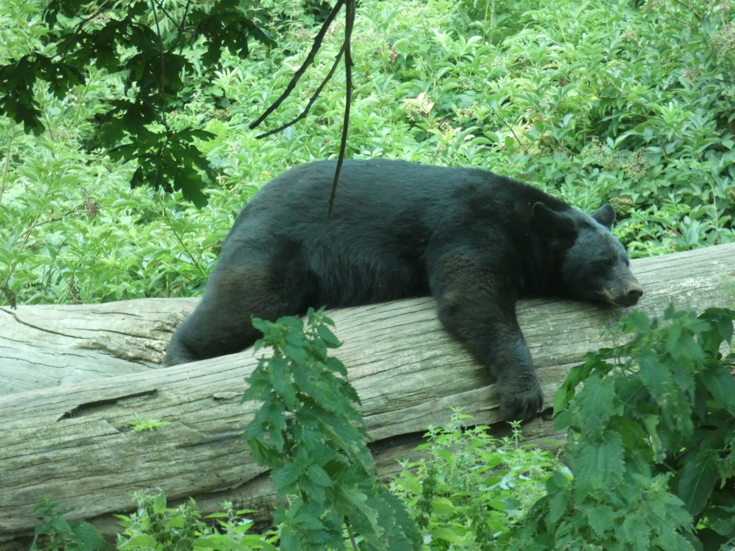 American Black Bear