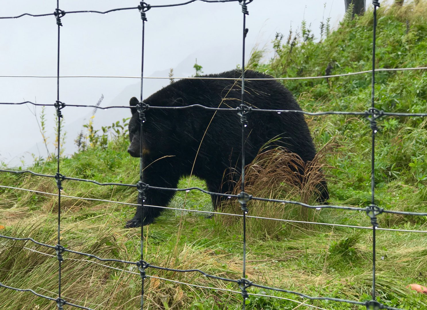 American Black Bear