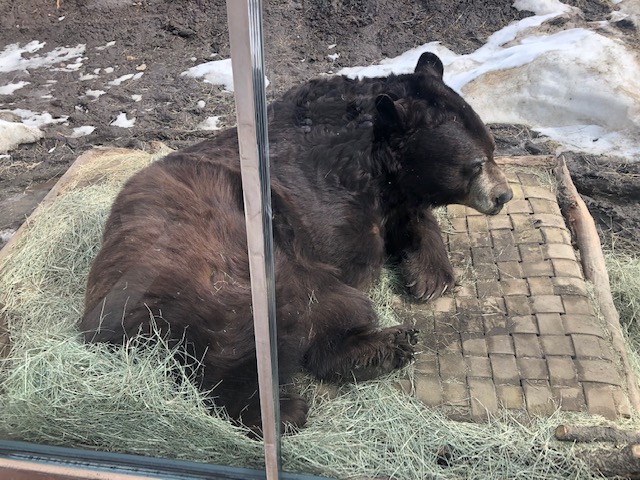 American Black Bear