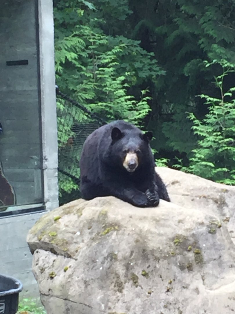 American Black Bear