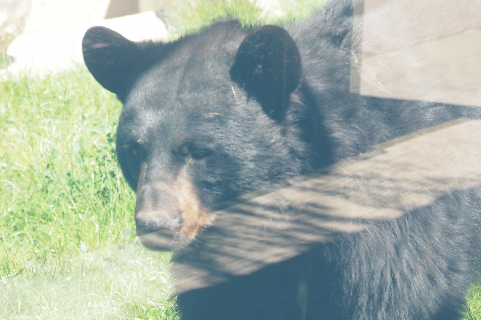 American Black Bear