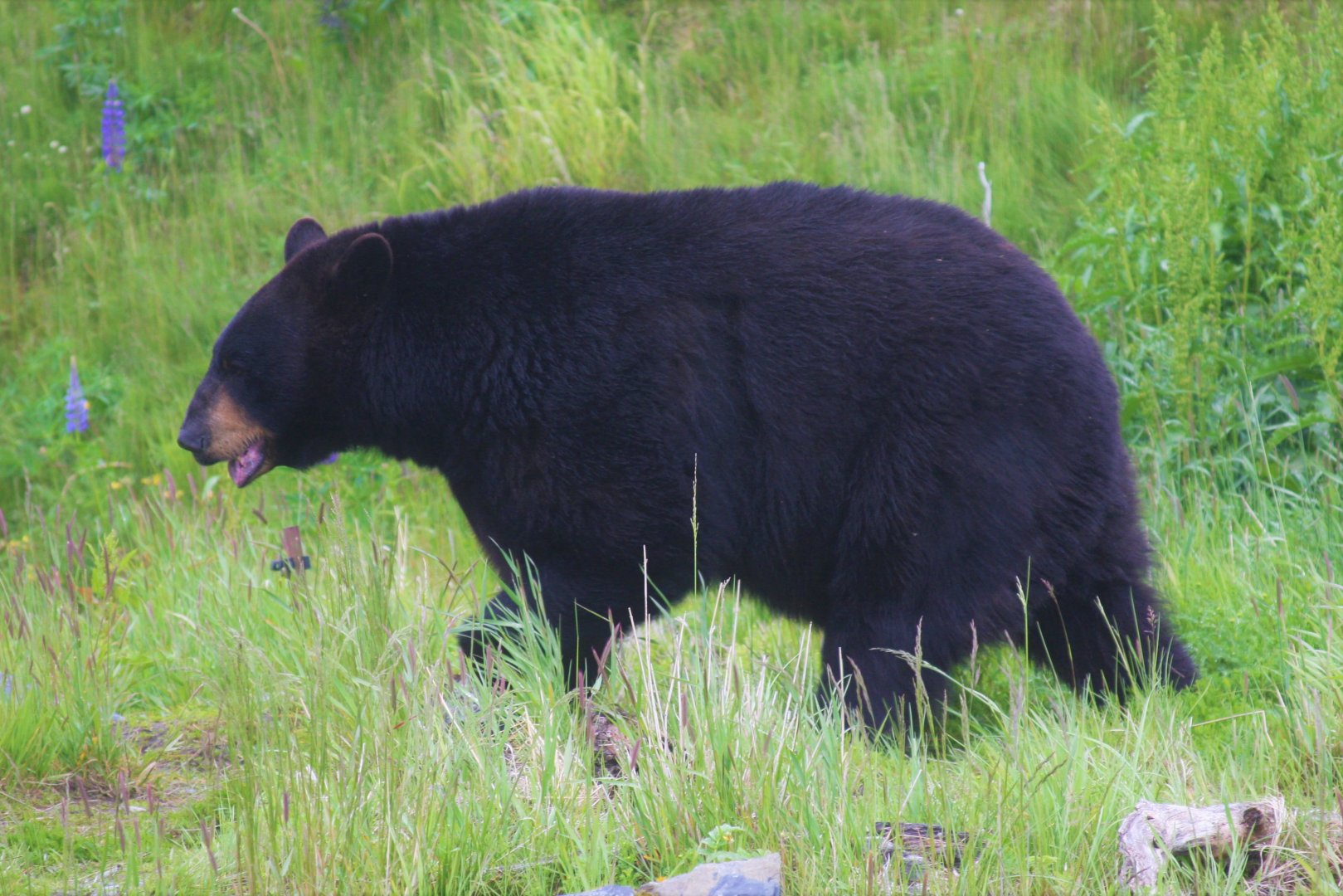 American Black Bear