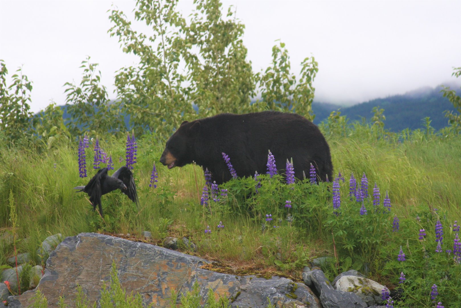 American Black Bear