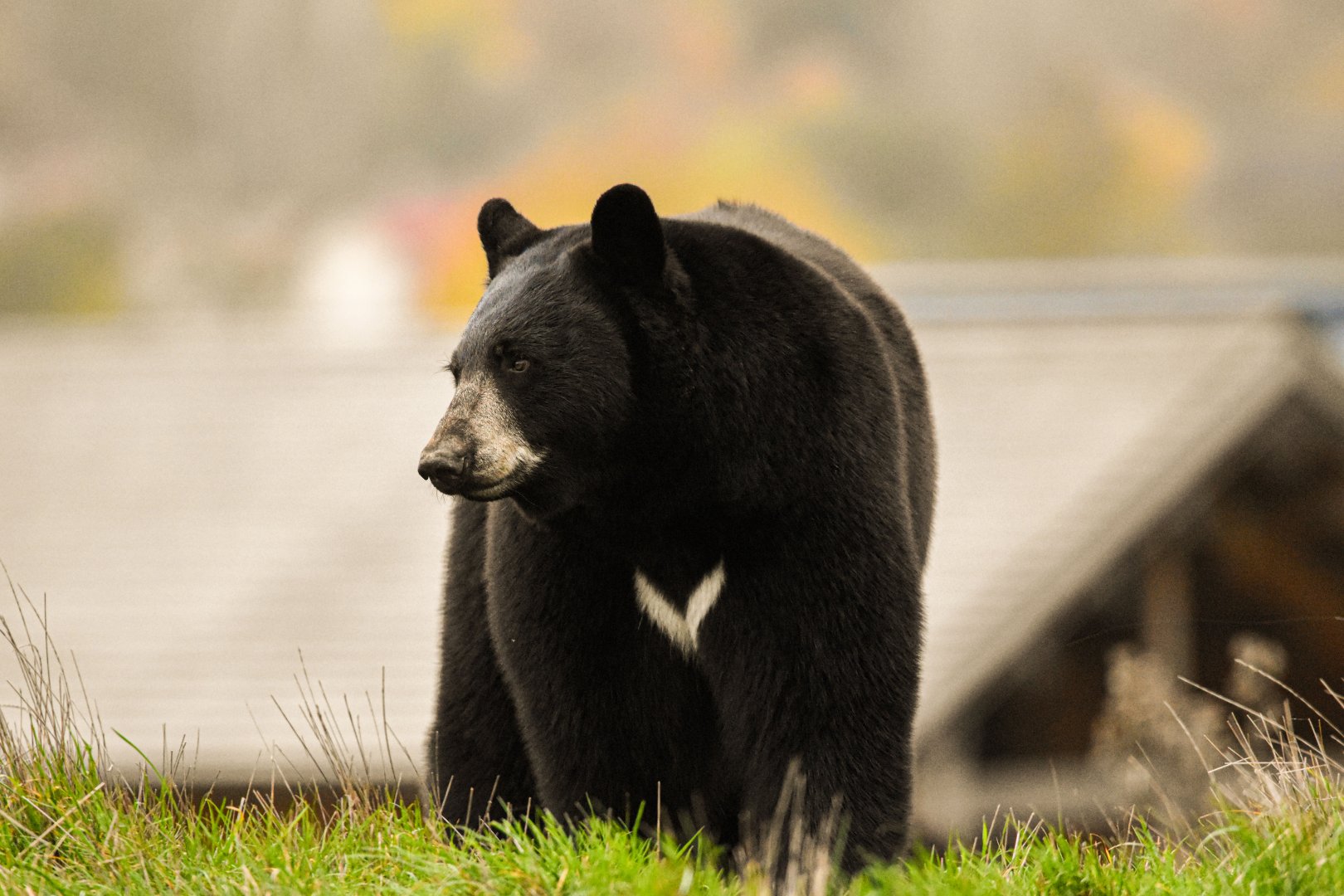 American black bear