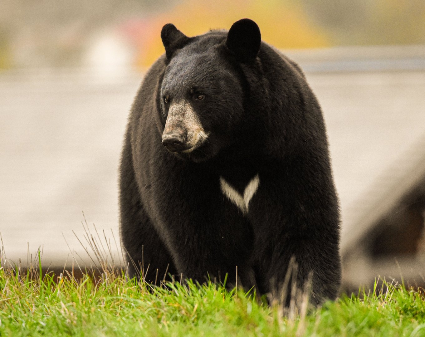 American black bear