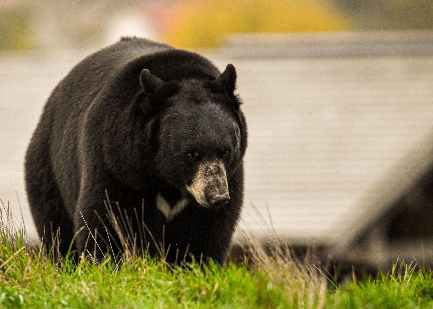 American black bear