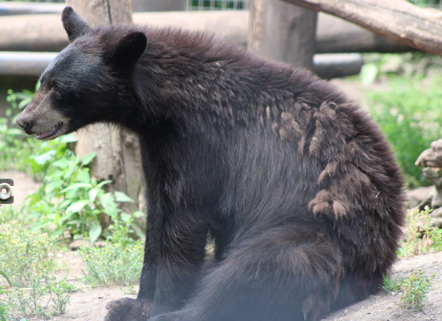 American black bear