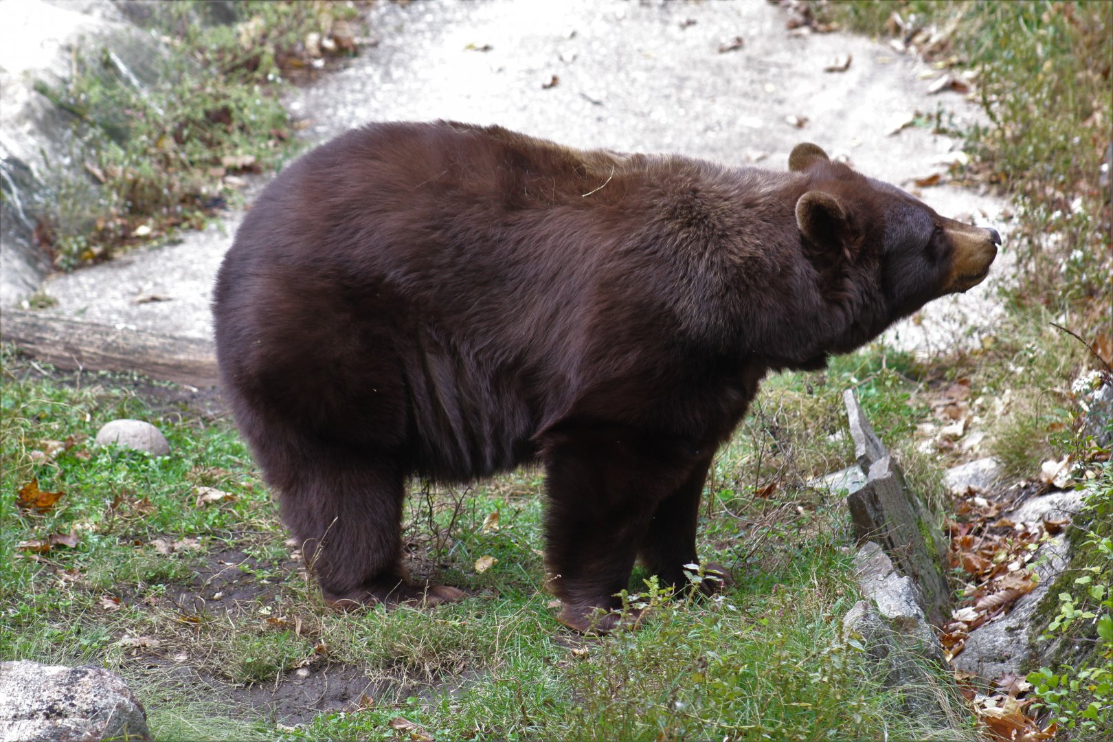 American Black Bear