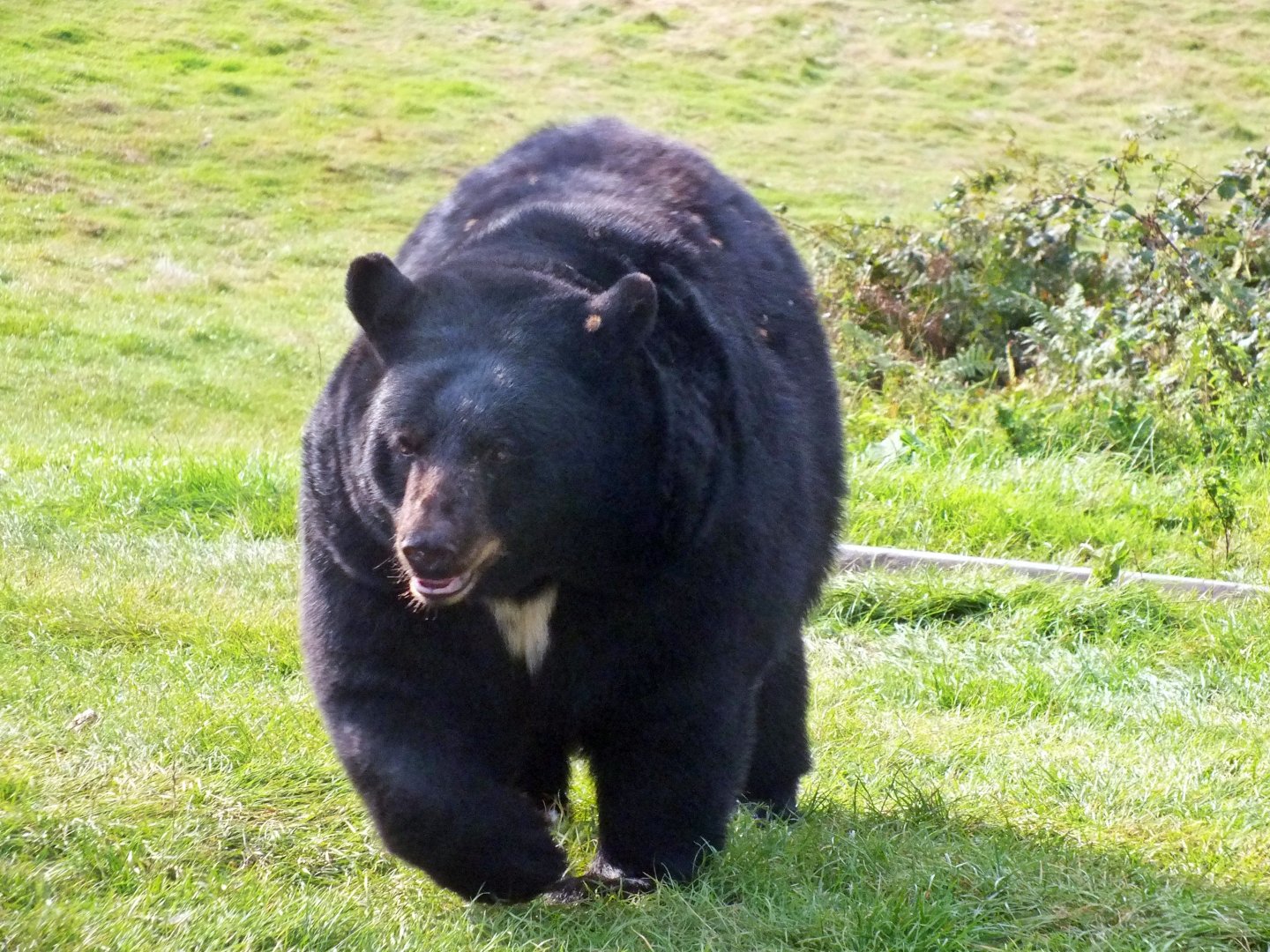 American black bear