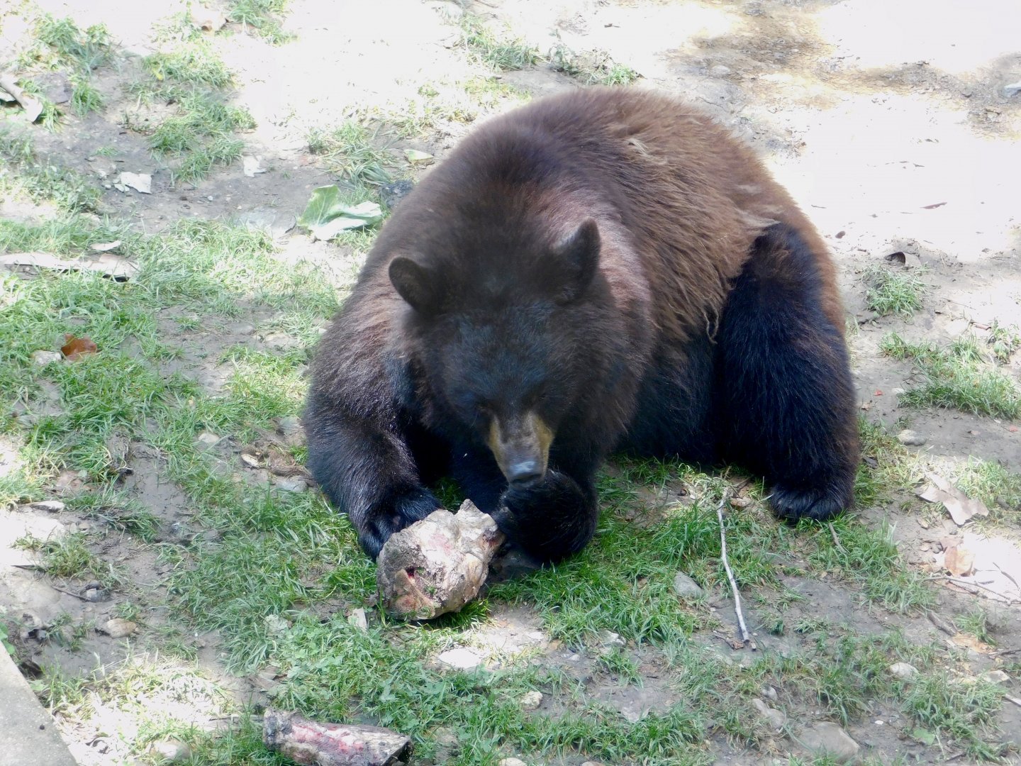American Black Bear