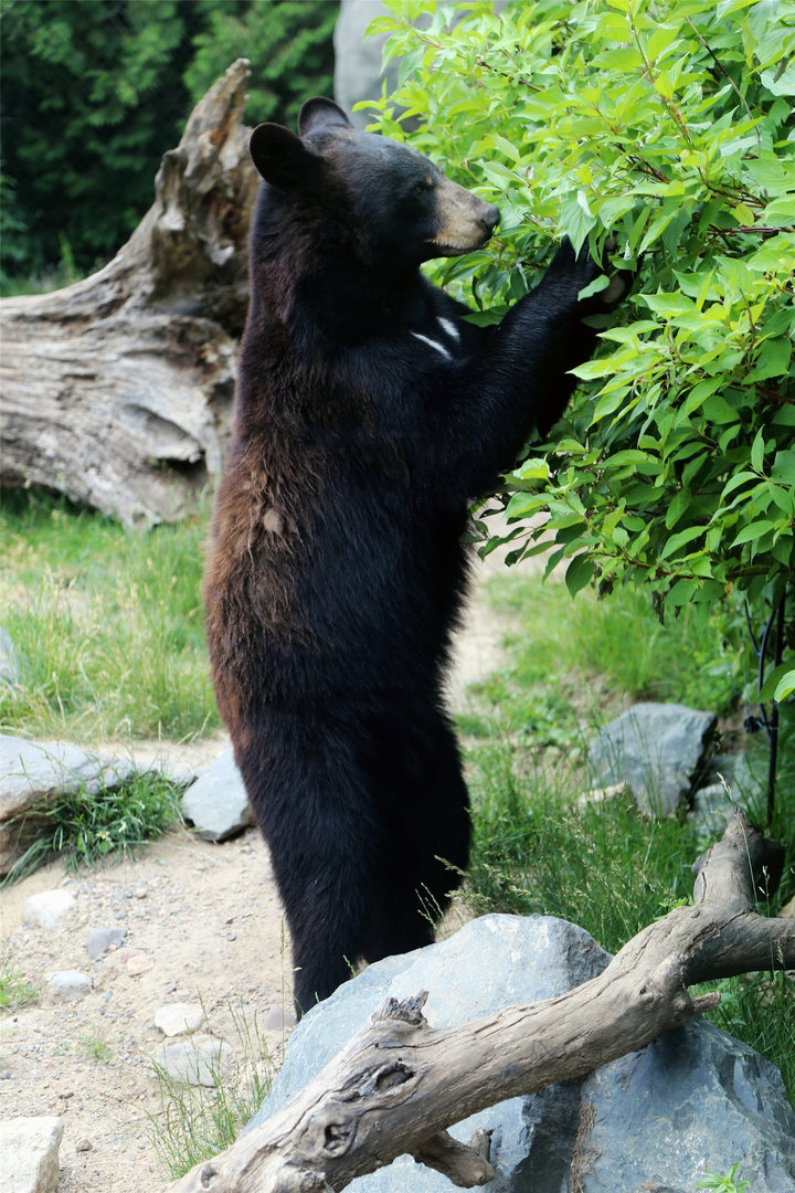 American Black Bear