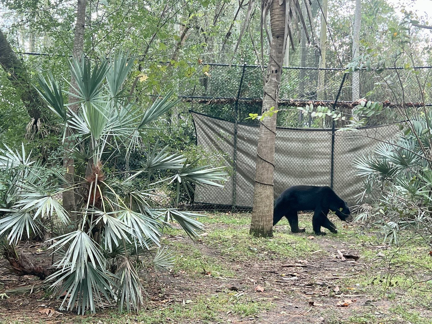 American Black Bear