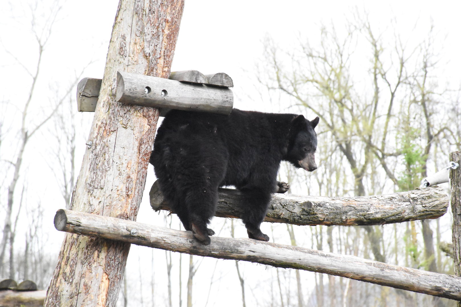 American black bear