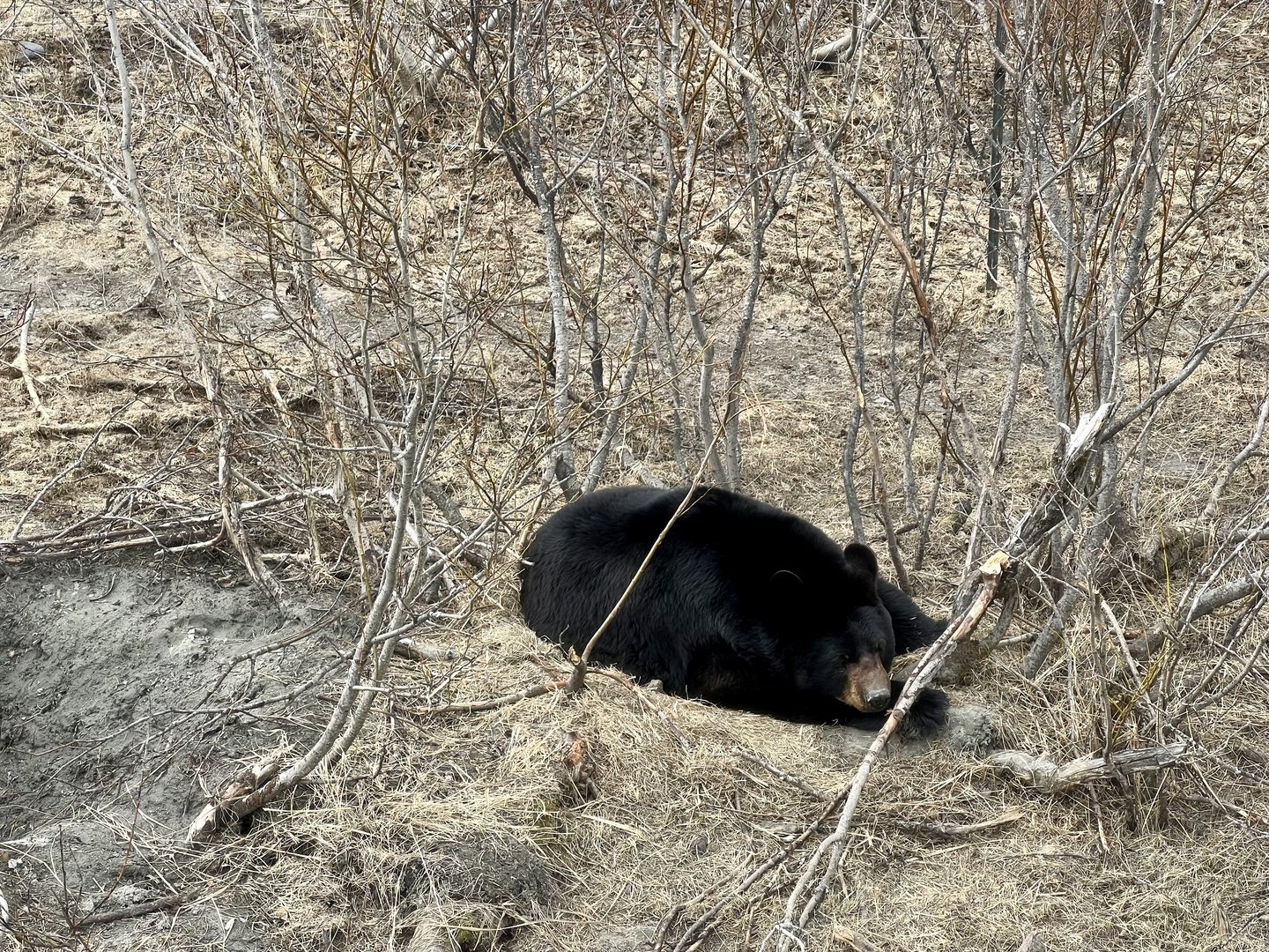 American Black Bear