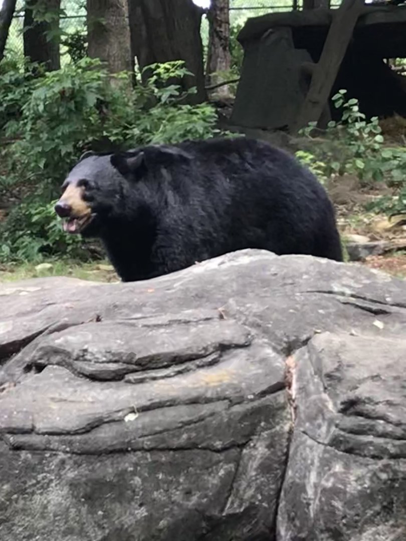 American Black Bear