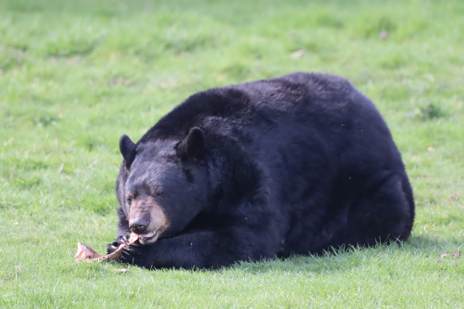 American Black Bear