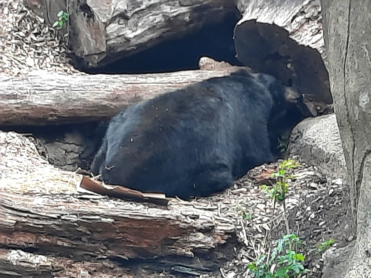 American Black Bear